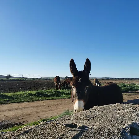 Farm stay Masseria Tarantini *